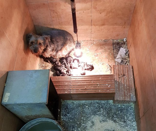 Uno de los perros del bajo