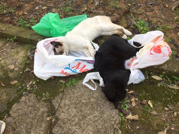 Dos de los gatos envenenados en Fátima