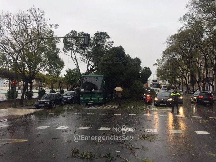 Un árbol caído en el Paseo Colón por el temporal