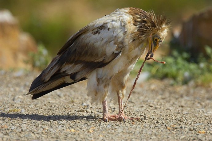 Ejemplar de alimoche