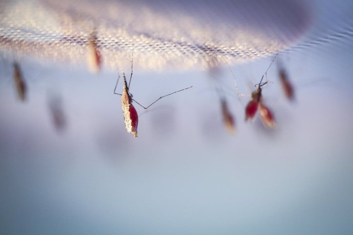 Mosquitos malaria