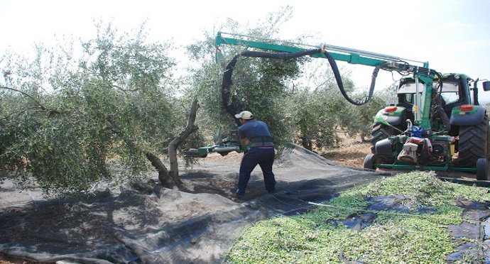 Un operario maneja la nueva cosechadora que agita tronco y ramas a la vez