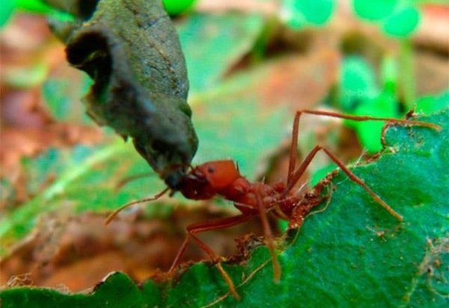 Modificados genéticamente 
para resistir ataques de bacterias, hongos
e insectos.