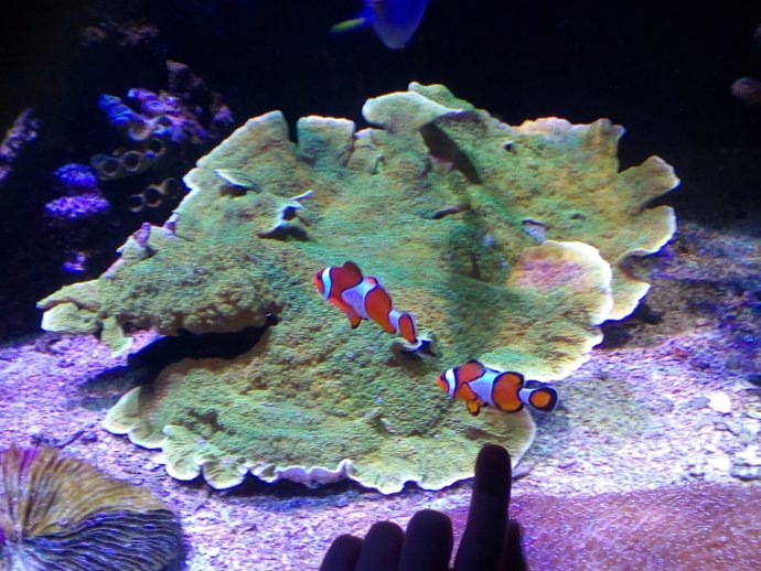 Getxo Aquarium