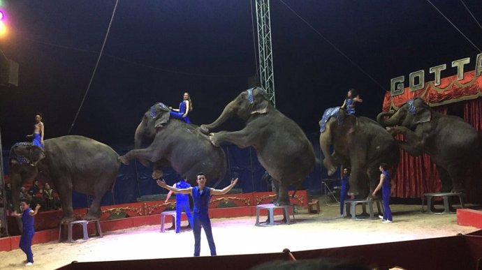 Elefantas del Circo Gottani, que sufrieron un accidente de tráfico en Albacete
