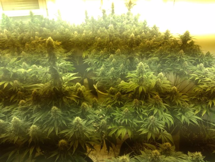 Desmantelada una plantación de cannabis en un domicilio de Alcantarilla 