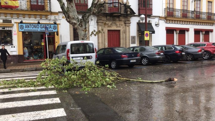 Árbol Caído A Causa Del Viento Y La Lluvia