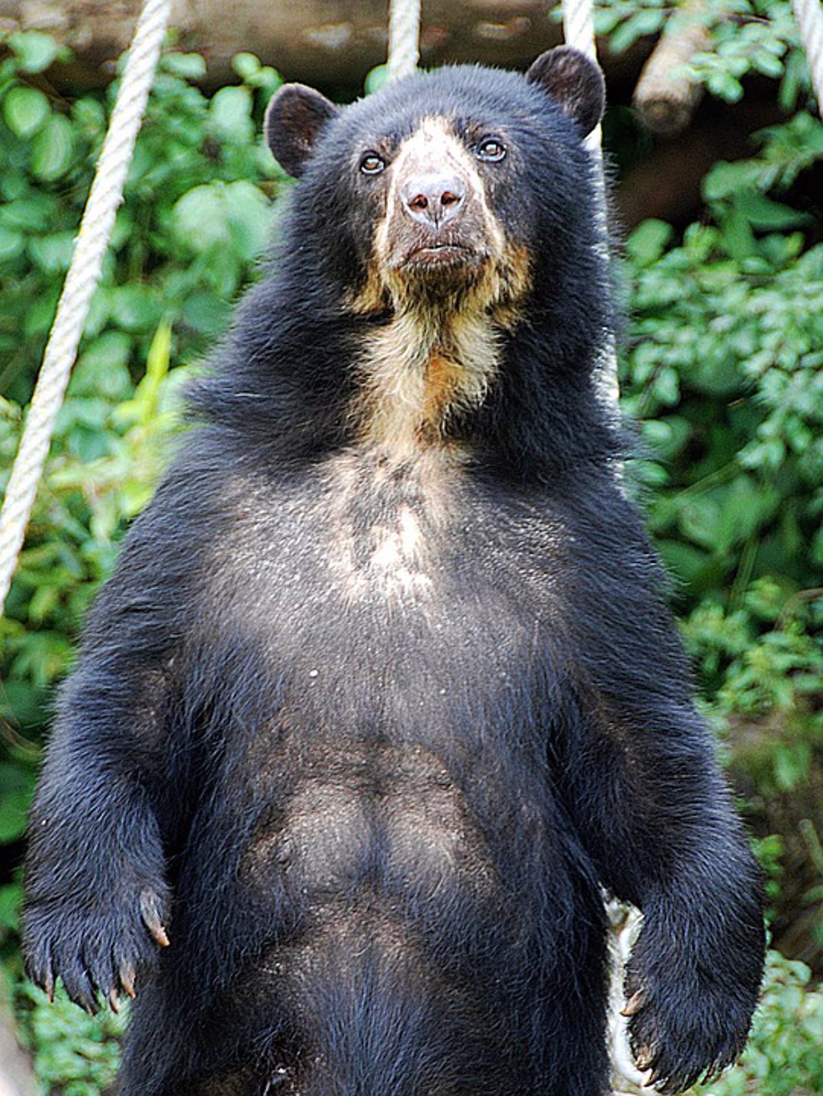 el-oso-aut-ctono-de-am-rica-del-sur-en-peligro-de-extinci-n