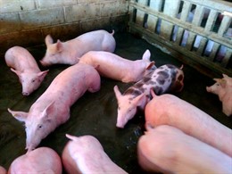 Granja de cerdos en Gallur, inundada por la avenid