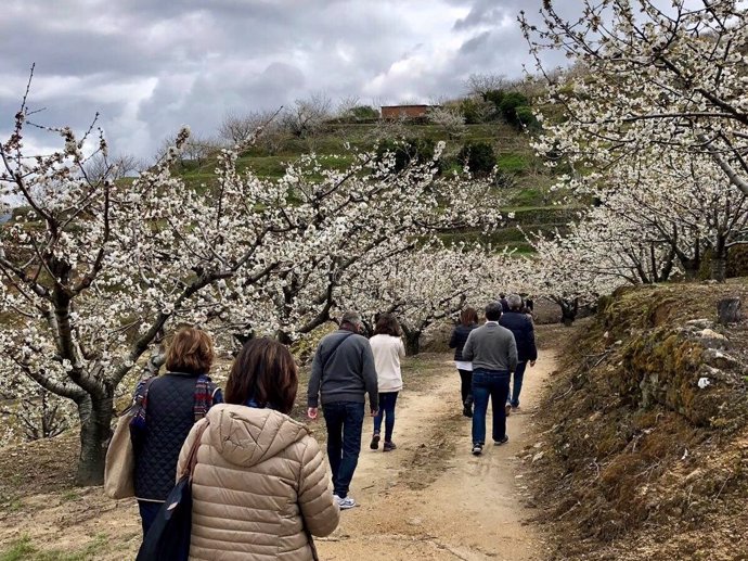 Visitantes pasean entre los cerezos en flor del Valle del Jerte