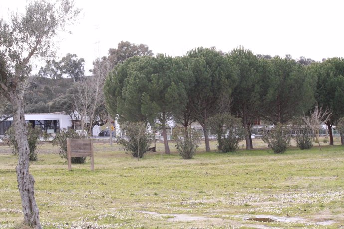 Arboles, campo