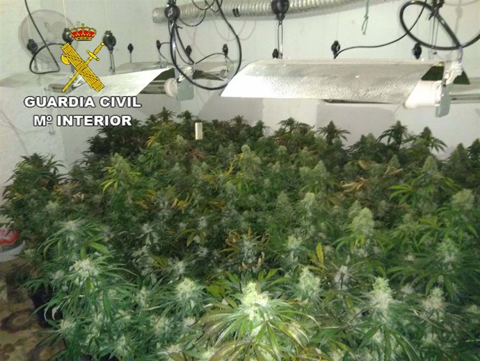 Plantación de marihuana intervenida por la Guardia Civil
