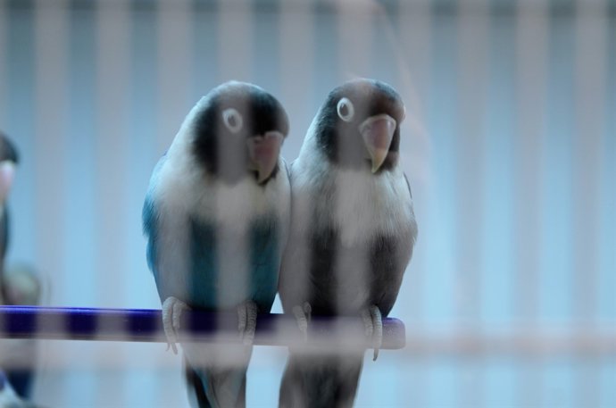 Animals, animal, ocells, ocell, au, aus, pajarillo, periquitos