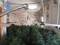Desmantelado un cultivo con 429 plantas de marihuana en dos viviendas de Almería