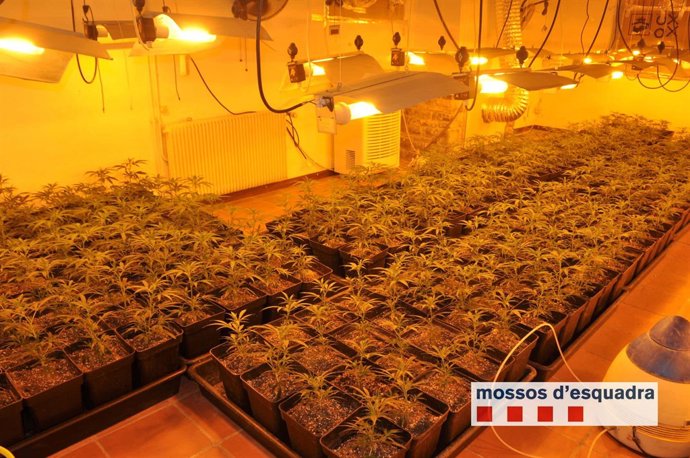 Una de les plantacions intervingudes pels Mossos