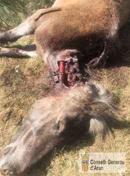 Egua atacada per l'os Goiat