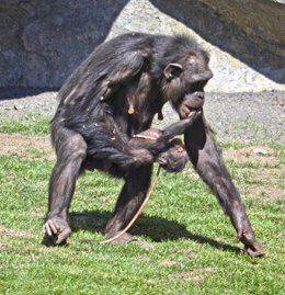 Nace una cría de chimpancé a la vista del público en Bioparc Valencia