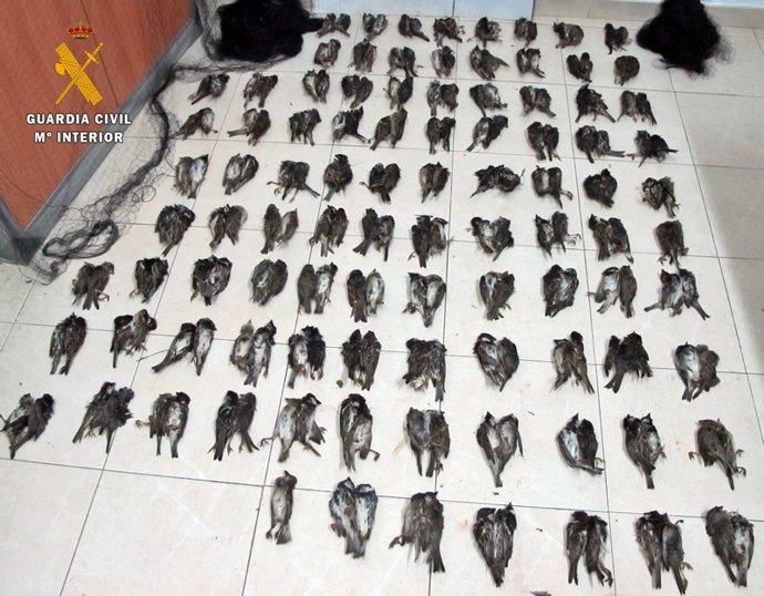 Gorriones intervenidos por la Guardia Civil