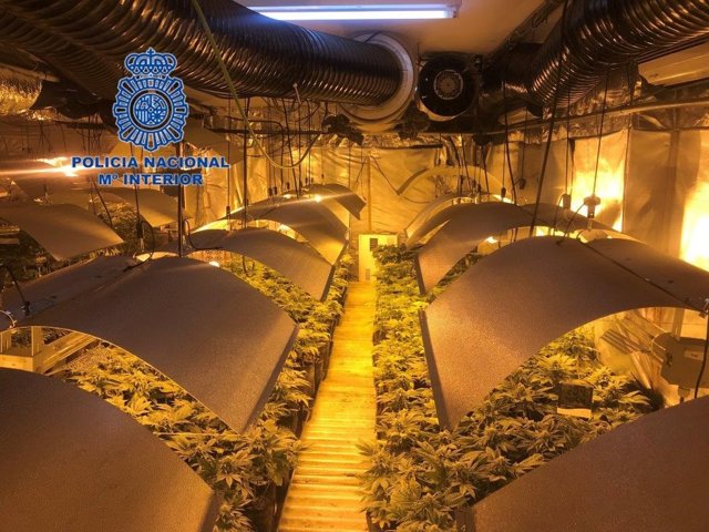 Desmantelado un cultivo de marihana en Alicante 