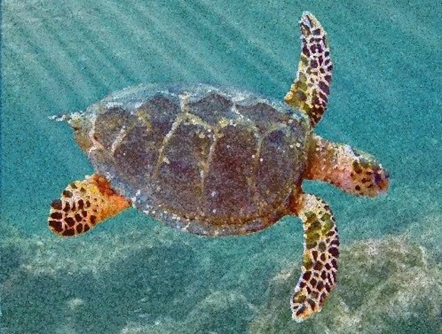 Recreación de la nueva especie extinta de tortuga ancestral
