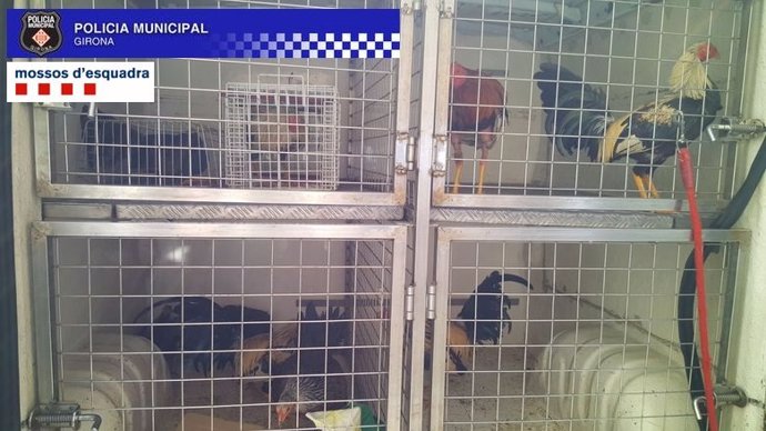 Criadero de gallos para peleas ilegales hallado en Girona