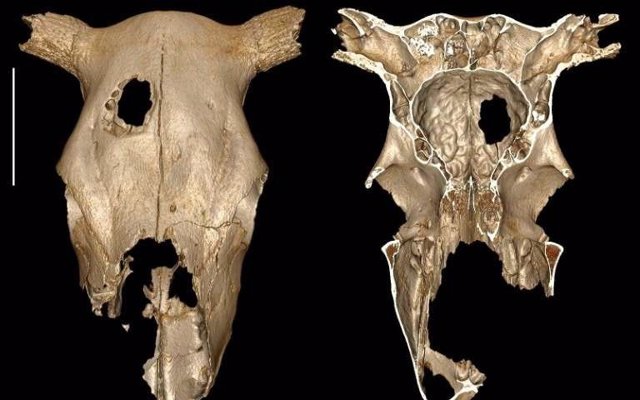 Aspecto de la trepanación descubierta en un cráneo de vaca