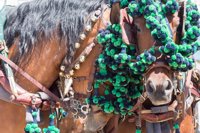 Podemos reivindica su ley de Protección Animal tras los desvanecimientos y muertes de caballos en la Feria de Sevilla