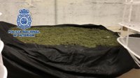 Desmantelan un laboratorio de marihuana en una vivienda de Málaga capital y se incautan de siete kilos en cogollos
