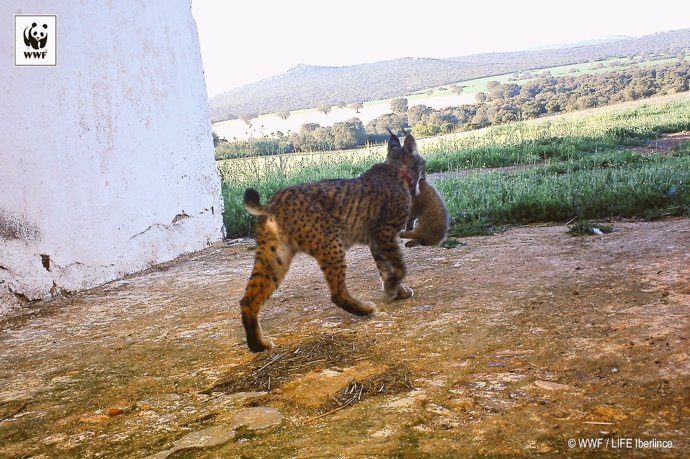 Cachorro lince ibérico