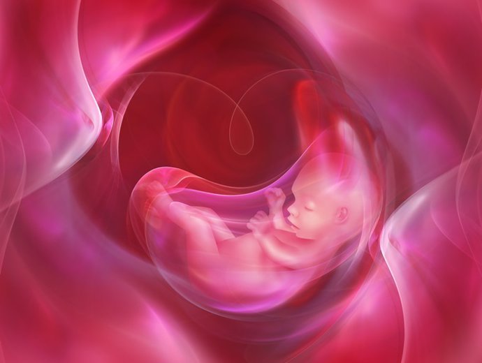 Placenta, embarazo, feto