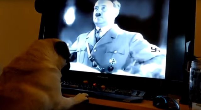 El perro de Mark Meechan, frente a una imagen de Hitler