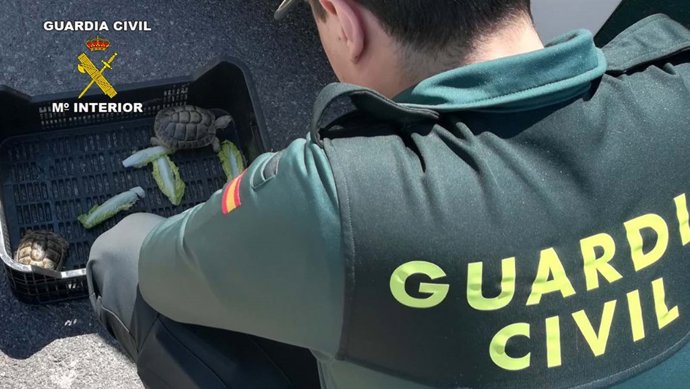 Ejemplares de tortuga mora recuperados