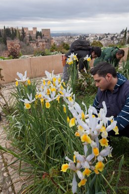 Jardineros en el conjunto monumental de la Alhambra