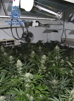 Marihuana indoor en un piso de málaga