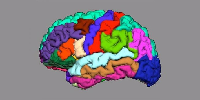 Detectan indicios de psicosis en plegamiento cortical del cerebro