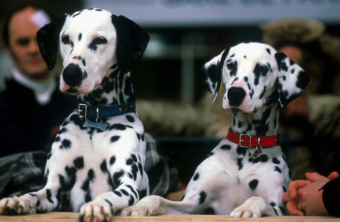 Fotograma 101 dalmata