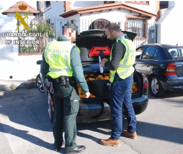 Naranjas intervenidas en el Camp de Morverdre