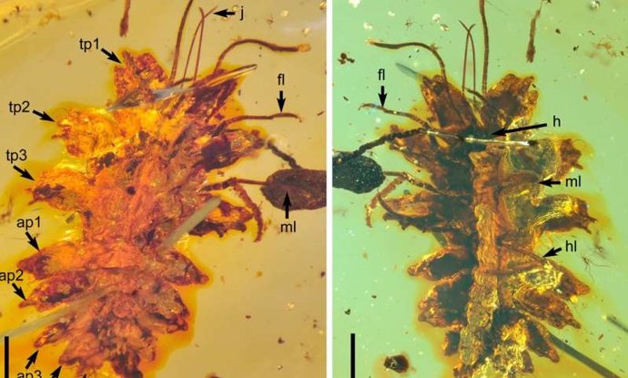 Nueva especie de larva de crisopa hallada en ámbar birmano