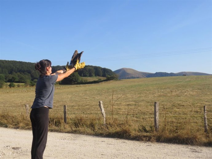 Suelta al medio natural de un milano