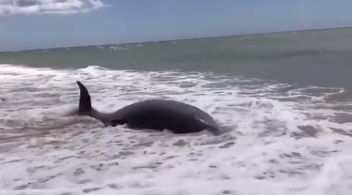 Muere un delfín varado en la playa de Islantilla (Huelva)