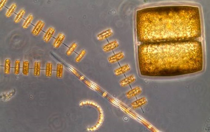 Cèl·lules de diatomees observades al microscopi