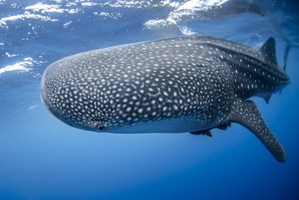 Rastrean al pez más grande del mundo más de  kilómetros