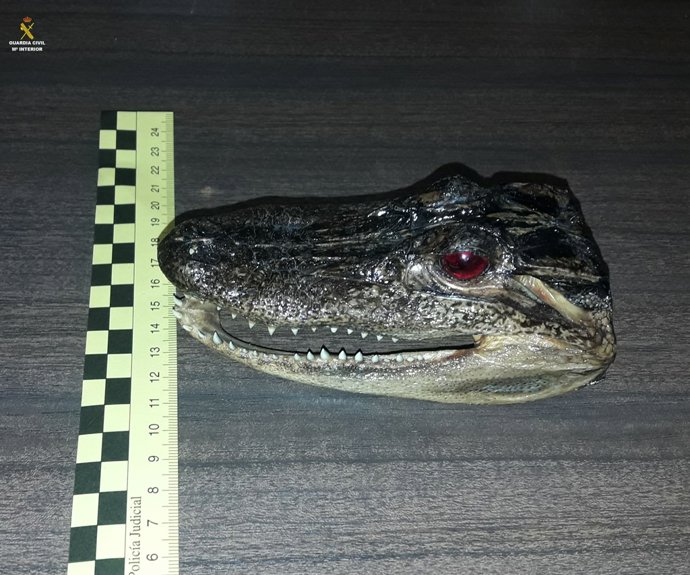 Recuperen dos caps de caiman dissecats que es venien per internet