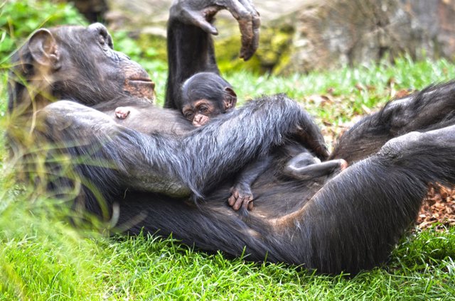Cría de chimpancé en el Bioparc de València