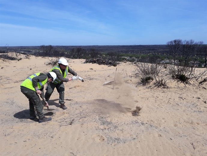 Trabajos en la zona incendiada de Doñana