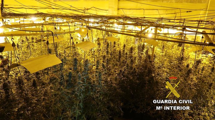 PLANTAS DE MARIHUANA          