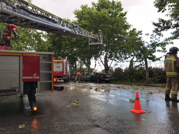 Caída de un árbol en la avenida de Italia