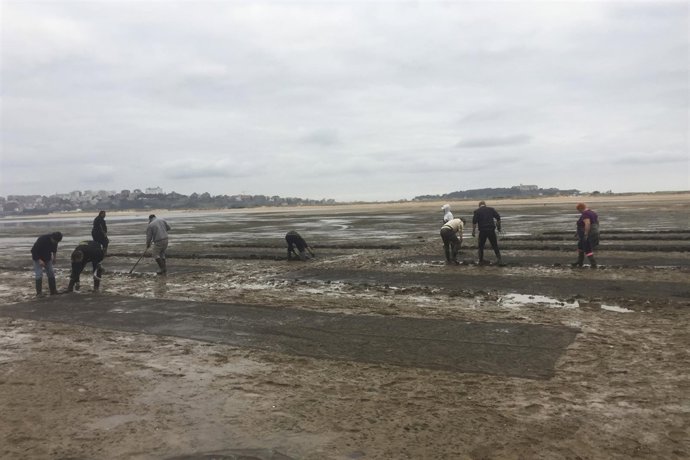 Siembre de almejas