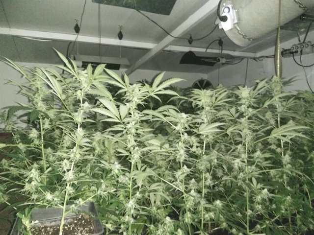 Plantación 'in door0 de marihuana. 