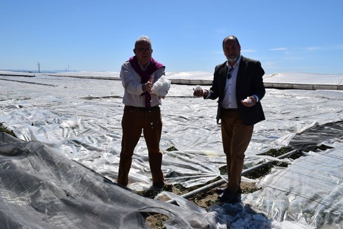 Bonilla y Ortiz muestran el granizo sobre un invernadero dañado en Vícar